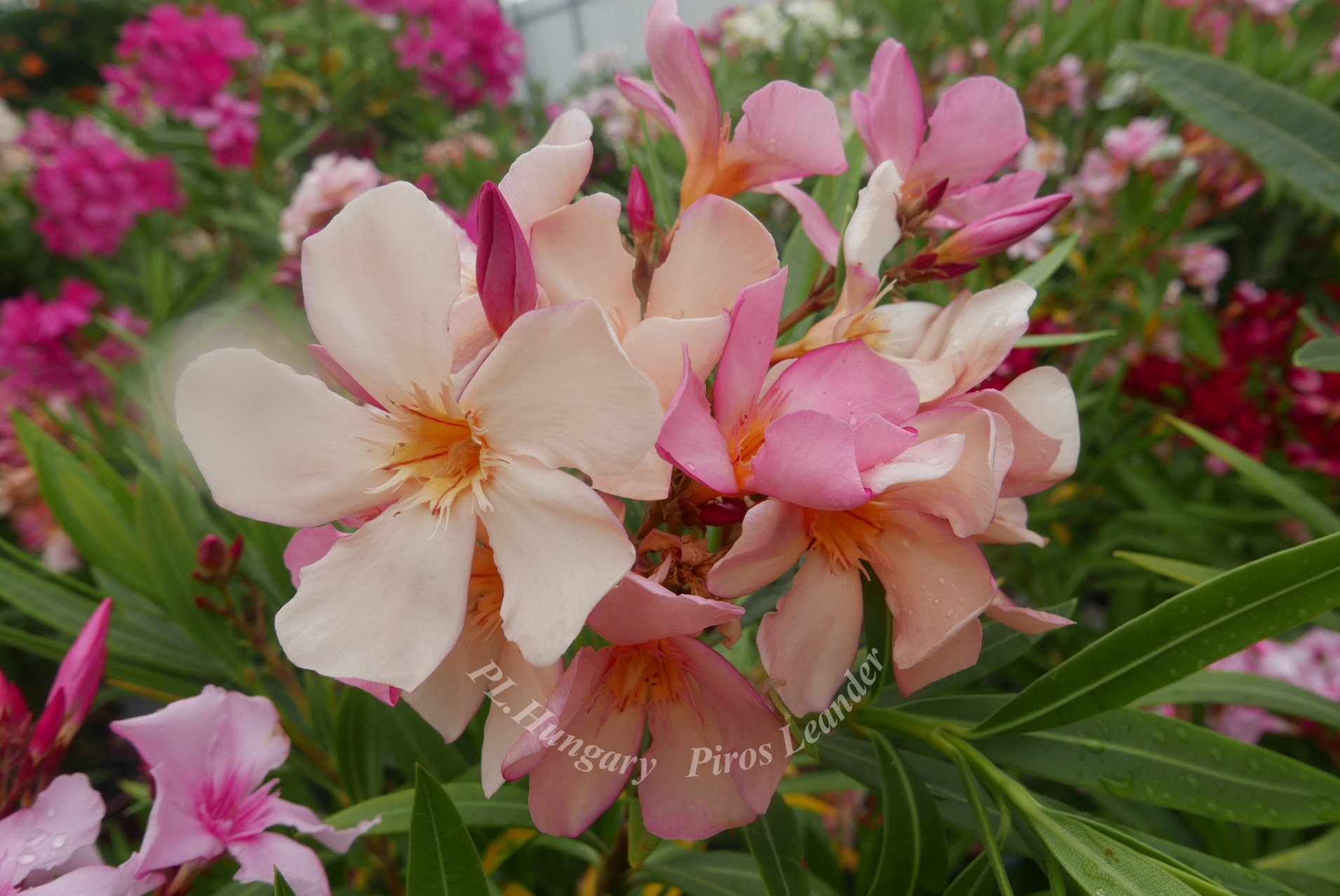 pirosleander.unas.hu